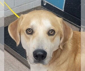 Mutt Dogs for adoption in Canton, CT, USA