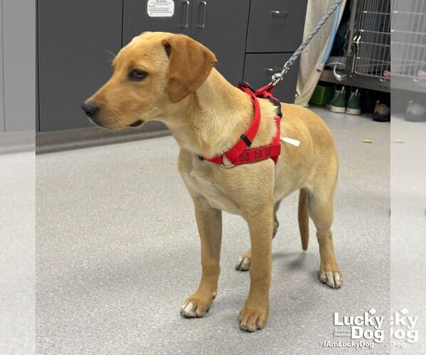 Medium Photo #3 Labrador Retriever-Retriever  Mix Puppy For Sale in Washington, DC, USA