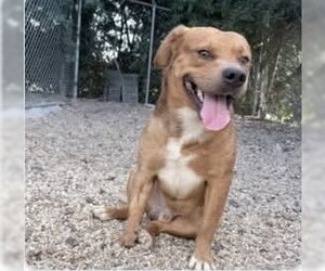 Slugger- looking for his second chance - Male American Pit Bull Terrier-Unknown Mix Dog for Adoption - Photo #3
