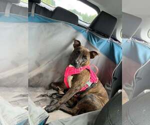 American Staffordshire Terrier-Unknown Mix Dogs for adoption in Holly Springs, NC, USA