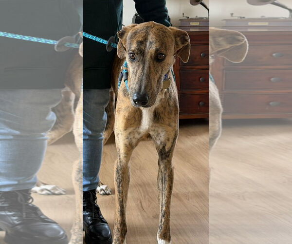 Medium Photo #3 Greyhound Puppy For Sale in Cherry Hill, NJ, USA