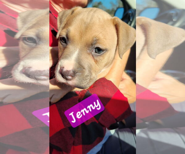Medium Photo #2 American Pit Bull Terrier Puppy For Sale in Brooksville, FL, USA