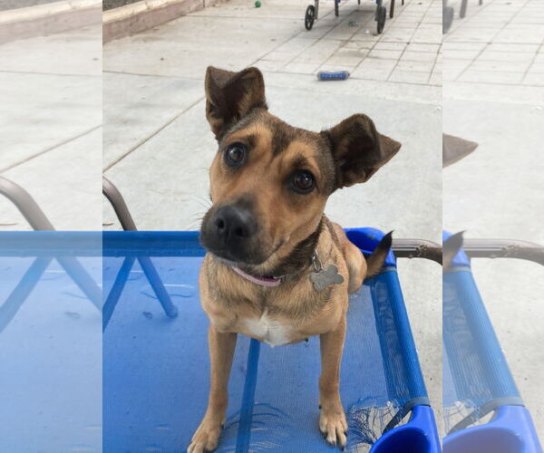 Medium Photo #9 Mutt Puppy For Sale in San Diego, CA, USA