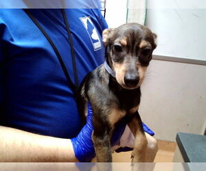 Mutt Dogs for adoption in Martinez, CA, USA