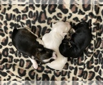 Small Photo #7 Maltichon-Yo-Chon Mix Puppy For Sale in UNIONTOWN, OH, USA