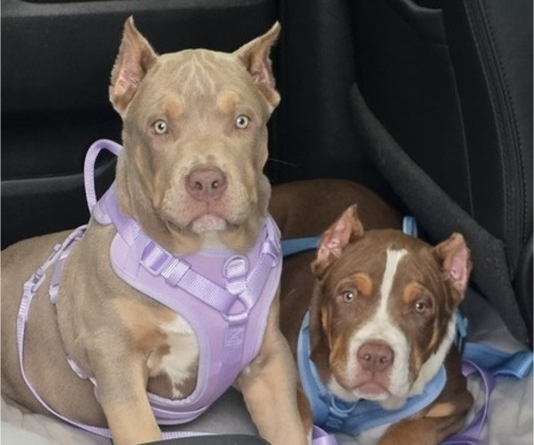 Medium Photo #7 American Bully Puppy For Sale in WALTERBORO, SC, USA