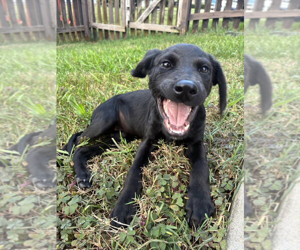 Medium Photo #3 Mutt Puppy For Sale in Mooresville, NC, USA