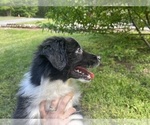 Small Photo #10 Australian Shepherd Puppy For Sale in YADKINVILLE, NC, USA