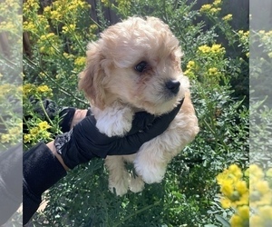 Maltipoo Puppy for sale in SAN JOSE, CA, USA