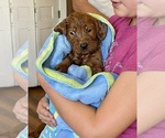 Small #9 Goldendoodle