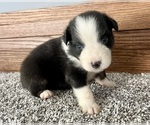 Small #6 Australian Shepherd
