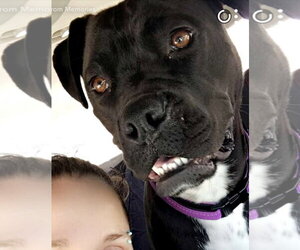 Peach - Female Boxer-Unknown Mix Dog for Adoption - Photo #3