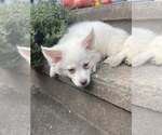 Small #3 American Eskimo Dog-Pug Mix