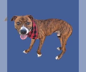 Mutt Dogs for adoption in Bakersfield, CA, USA