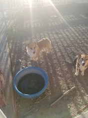 Father of the Pembroke Welsh Corgi puppies born on 09/05/2018