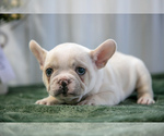 Puppy Isabelle French Bulldog