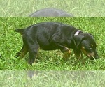 Small Photo #20 Doberman Pinscher Puppy For Sale in MILL SPRING, NC, USA