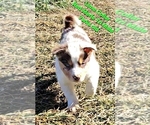 Small Photo #45 Border Collie Puppy For Sale in BYBEE, TN, USA