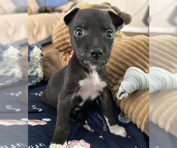 Medium Photo #1 Labrador Retriever-Unknown Mix Puppy For Sale in San Antonio, TX, USA