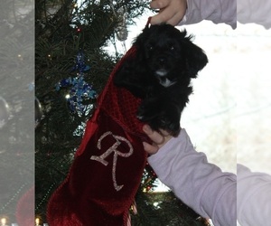 Aussiedoodle Miniature  Puppy for sale in NAMPA, ID, USA