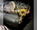 Small #13 German Shepherd Dog Mix