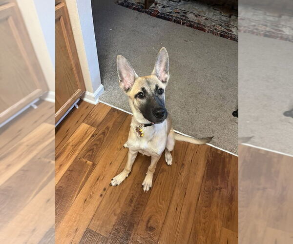 Medium Photo #3 German Shepherd Dog-Unknown Mix Puppy For Sale in Imlay City, MI, USA