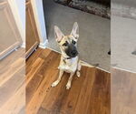 Small #2 German Shepherd Dog Mix