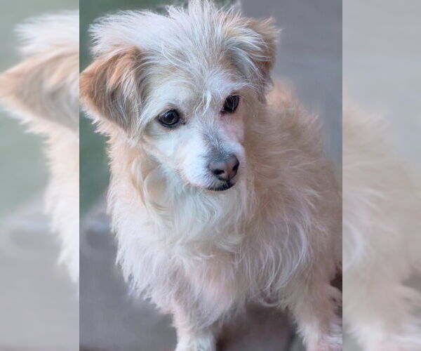 Medium Photo #3 Colonial Cocker Spaniel-Unknown Mix Puppy For Sale in Chino Hills, CA, USA