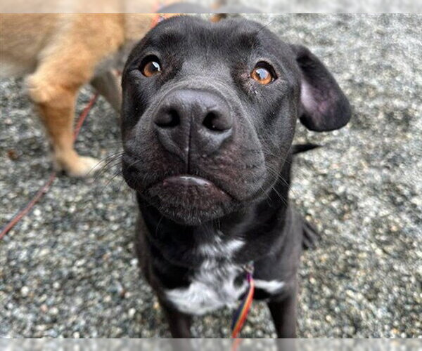 Medium Photo #2 Mutt Puppy For Sale in Anchorage, AK, USA