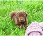 Small #1 Labrador Retriever