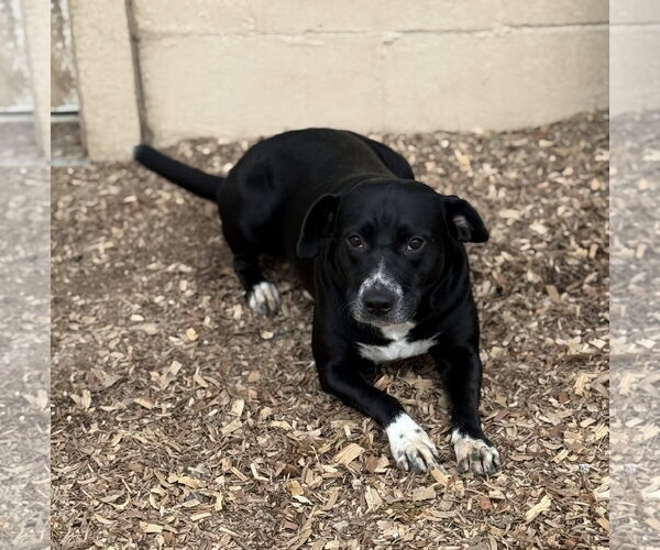 Medium Photo #4 Border Collie-Unknown Mix Puppy For Sale in Corning, AR, USA