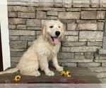 Small Photo #5 Goldendoodle Puppy For Sale in SQUAW VALLEY, CA, USA