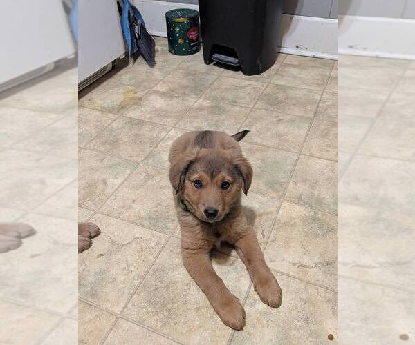 Medium Photo #1 Mutt Puppy For Sale in Evansville, IN, USA