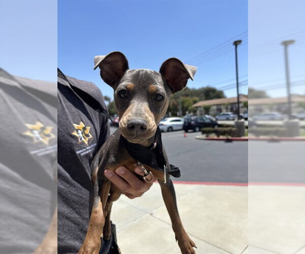 Medium Photo #1 Miniature Pinscher Puppy For Sale in Rancho Cucamonga, CA, USA