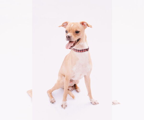 Medium Photo #12 Rat-Cha Puppy For Sale in Princeton, MN, USA