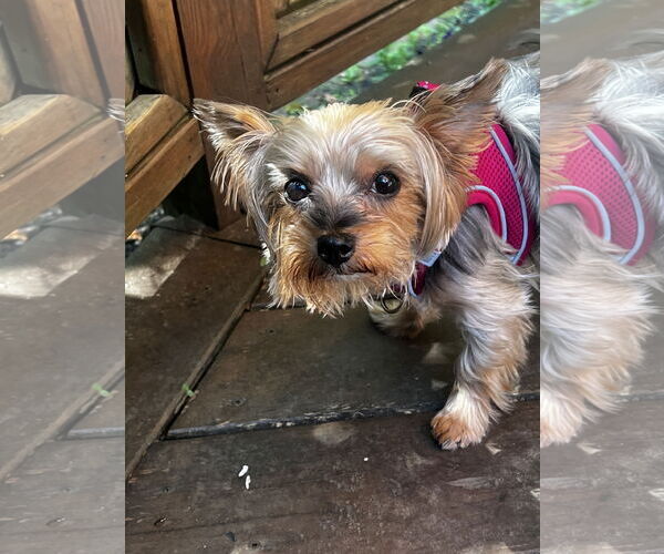 Medium Photo #7 Mutt Puppy For Sale in Allentown,, PA, USA