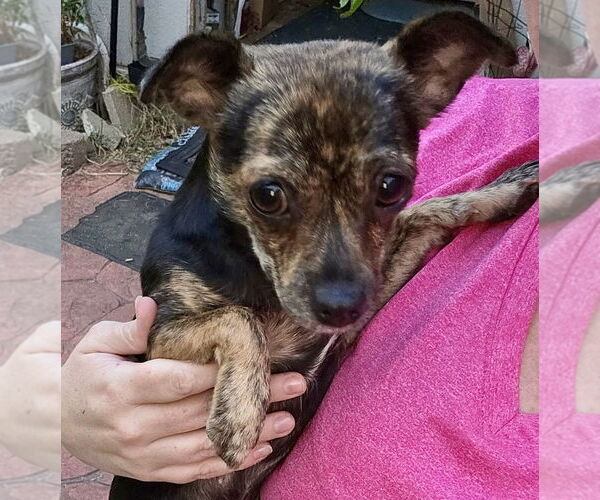 Medium Photo #3 Chihuahua-Unknown Mix Puppy For Sale in OKLAHOMA CITY, OK, USA