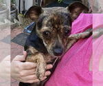 Small #2 Chihuahua Mix