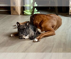 French Bulldog Dogs for adoption in Buffalo, MN, USA