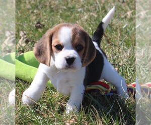 Beagle Puppy for sale in MORRILL, KS, USA