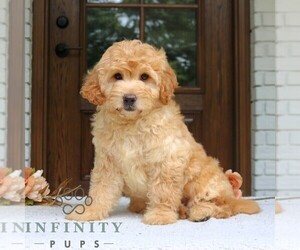Goldendoodle (Miniature) Puppy for sale in LEOLA, PA, USA