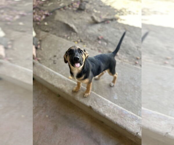 Medium Photo #5 Labrador Retriever-Unknown Mix Puppy For Sale in San Diego, CA, USA