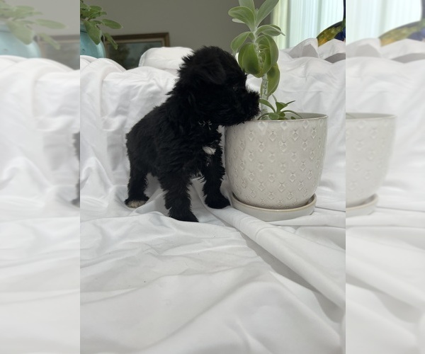 Medium Photo #6 Schnauzer (Miniature) Puppy For Sale in MIAMI, FL, USA