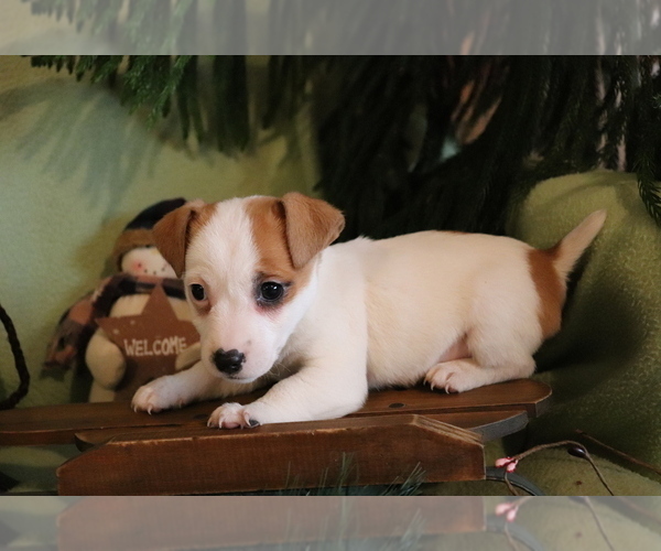 Medium Photo #2 Jack Russell Terrier Puppy For Sale in SHILOH, OH, USA