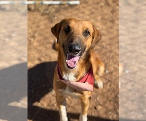 Labrador Retriever-Unknown Mix Dogs for adoption in San Diego, CA, USA