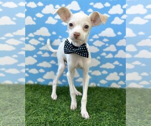 Chihuahua-Whippet Mix Dogs for adoption in Corona, CA, USA