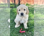 Small Photo #1 Golden Retriever Puppy For Sale in PRIEST RIVER, ID, USA