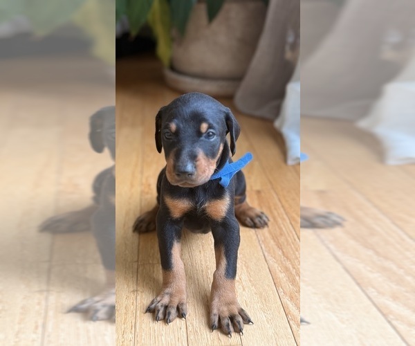 Medium Photo #2 Doberman Pinscher Puppy For Sale in HUNTSVILLE, AL, USA