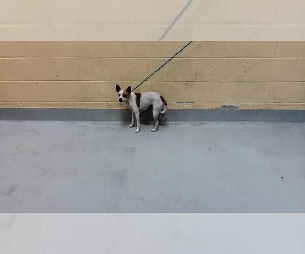 Medium Photo #1 Chihuahua-Unknown Mix Puppy For Sale in Tulsa, OK, USA