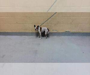 Chihuahua-Unknown Mix Dogs for adoption in Tulsa, OK, USA